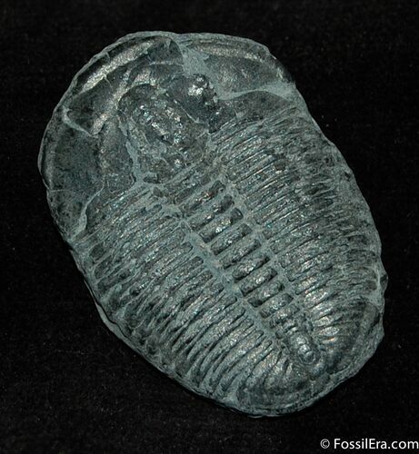 Classic Utah Trilobite Elrathia, inches #168